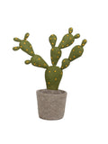 Plant Cactus