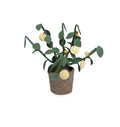 Kidsdepot plant Citrus -