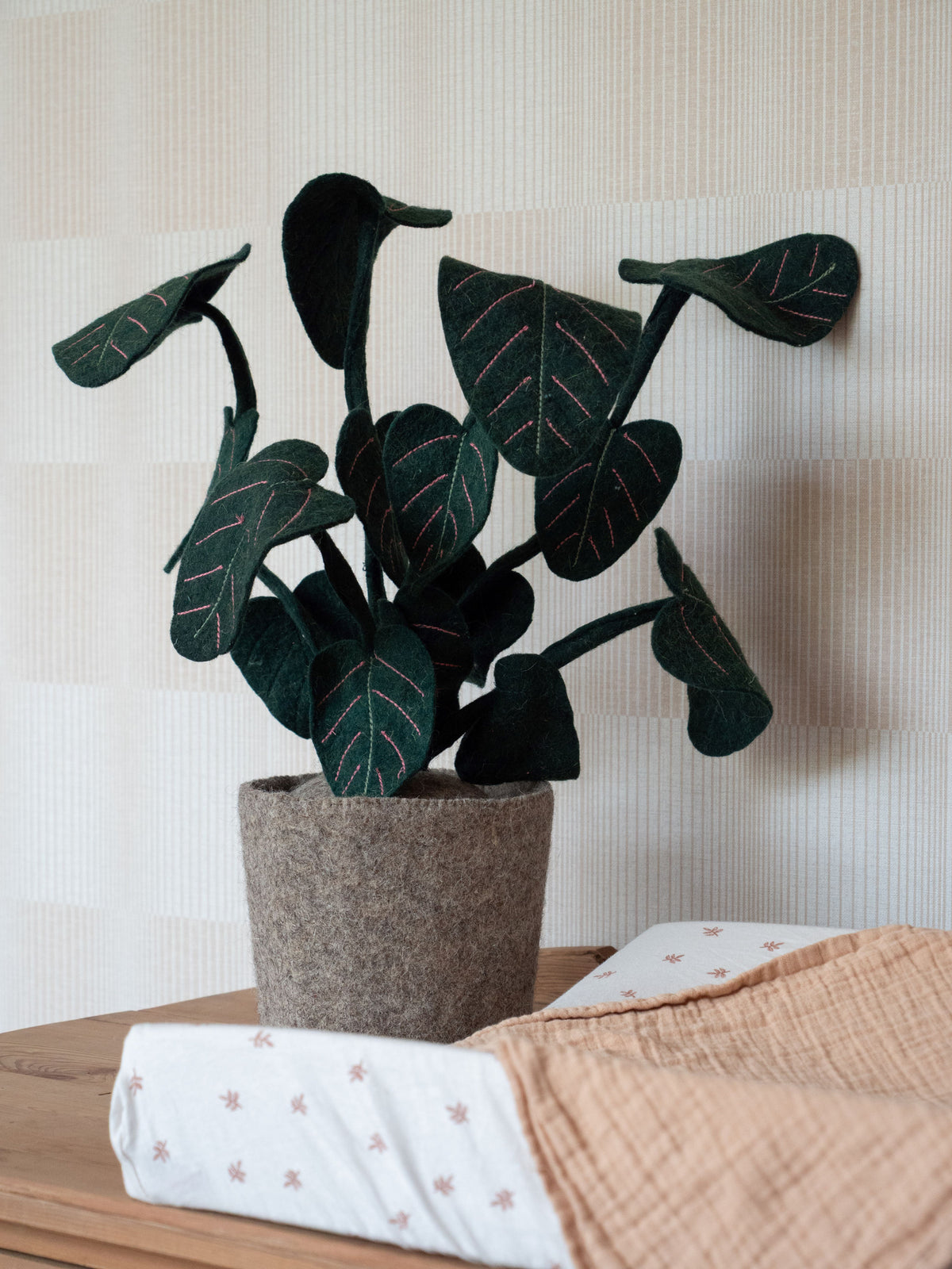 Plant Calathea